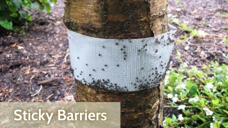 How to Kill Ants on Fruit Trees by Sticky Barriers