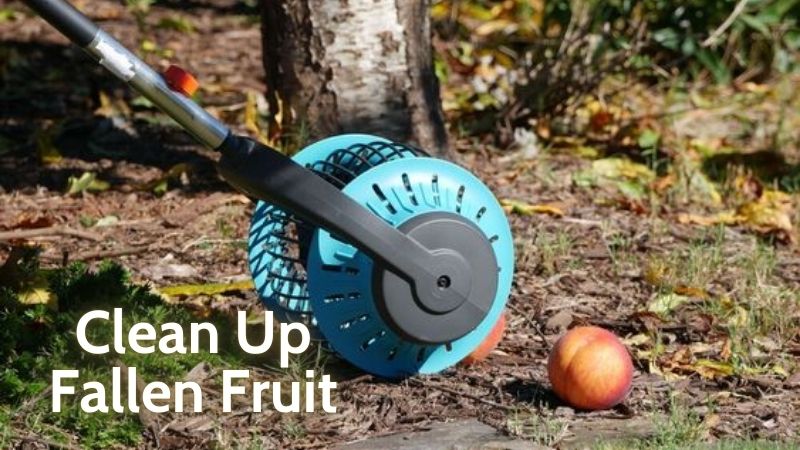 Clean Up Fallen Fruit