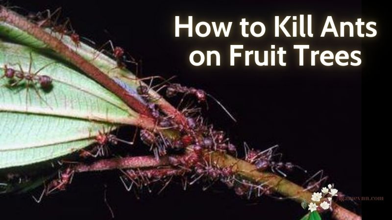 How to Kill Ants on Fruit Trees