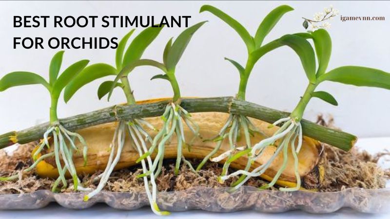 Best Root Stimulant for Orchids