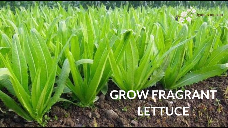 How to Grow Fragrant Lettuce