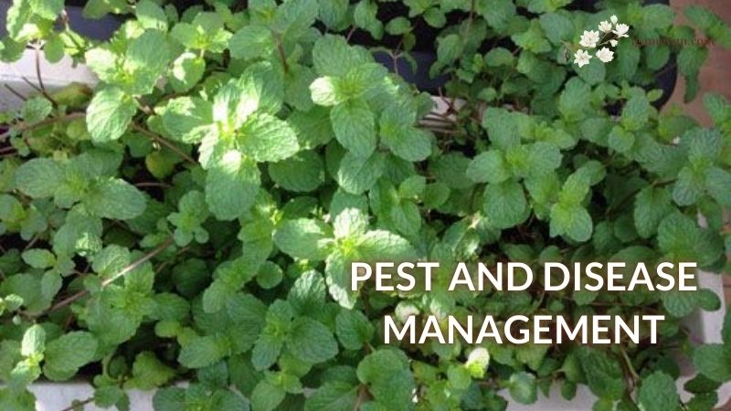 Pest and Disease Management