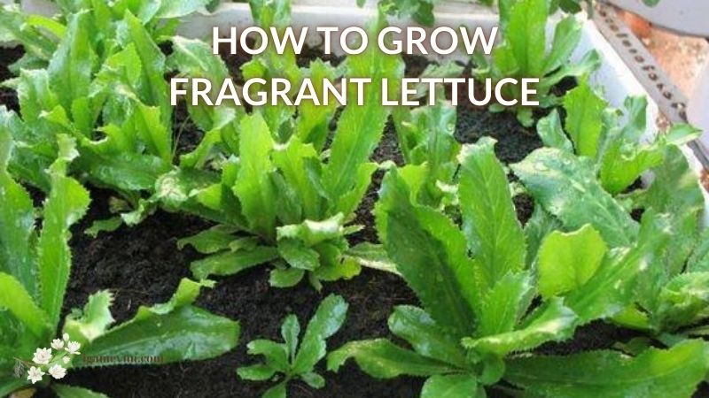How to Grow Fragrant Lettuce