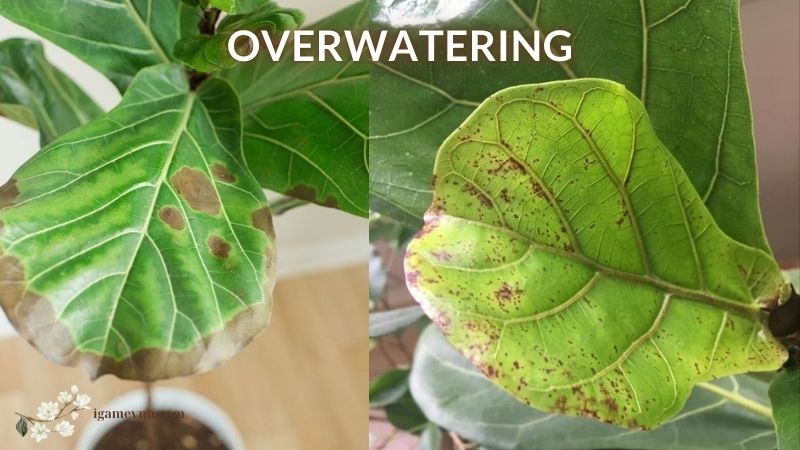 Fiddle Leaf Fig has Leaf Spots