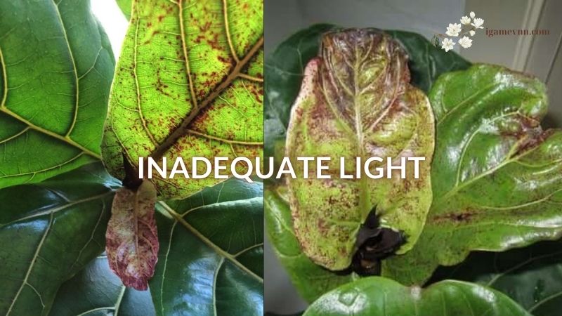 Inadequate Light