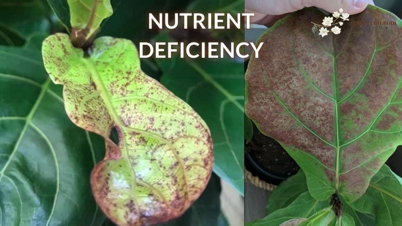 Nutrient Deficiency