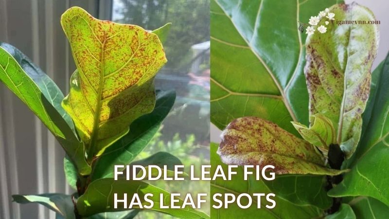 Fiddle Leaf Fig has Leaf Spots