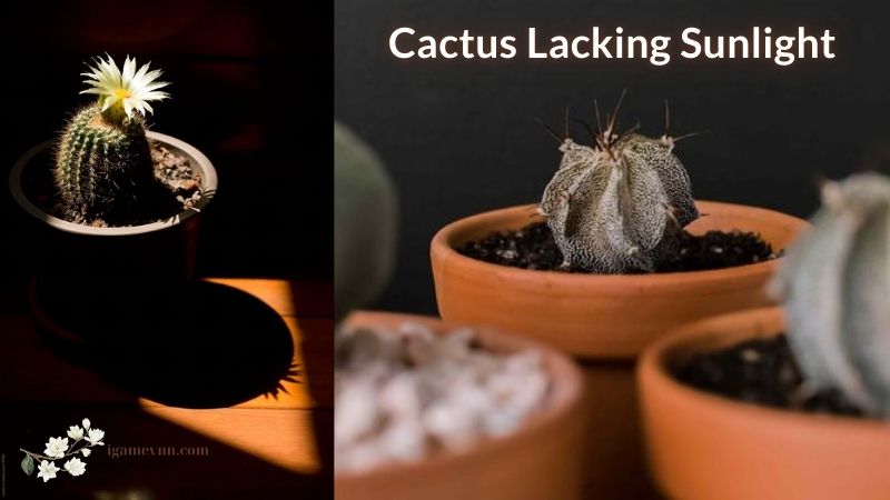 Cactus Lacking Sunlight