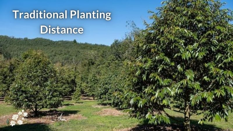 Traditional Thai Durian Planting Distance