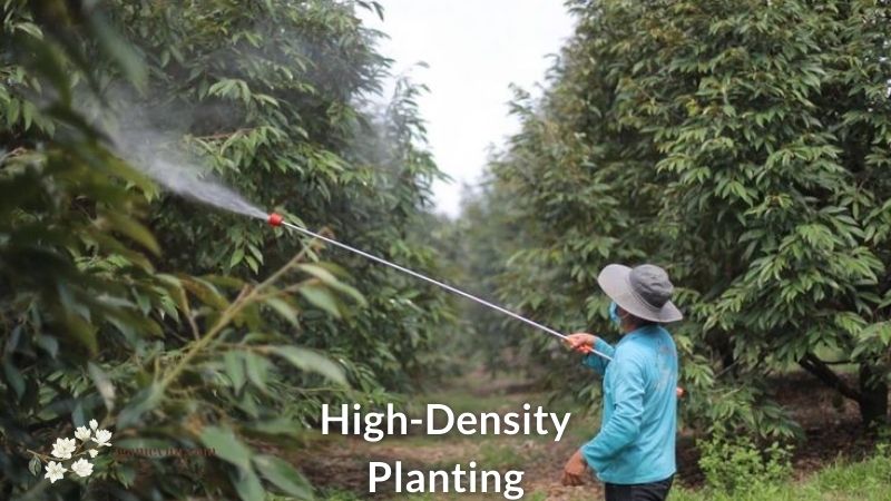 High-Density Planting