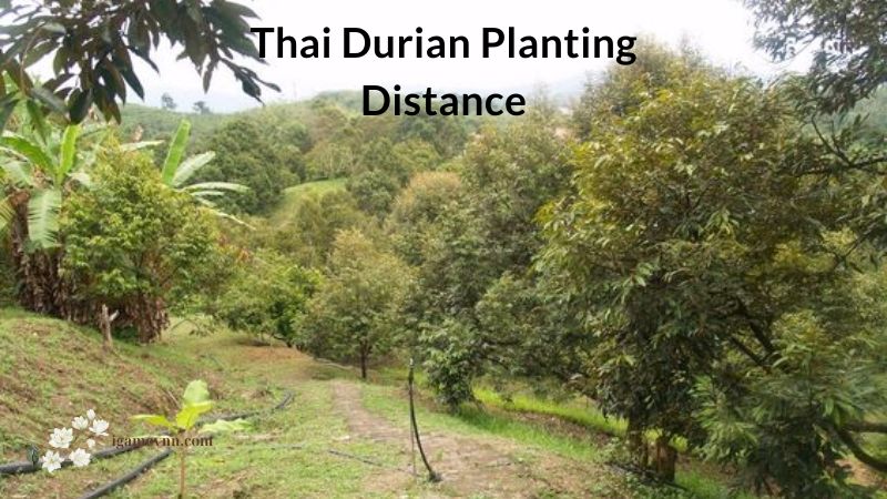 Thai Durian Planting Distance