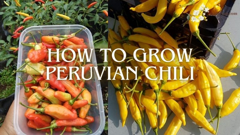 How to Grow Peruvian Chili